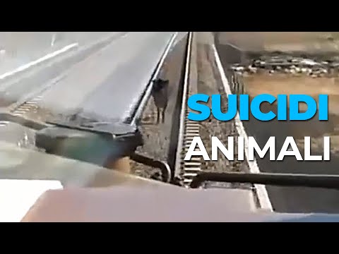 Video: Ci Sono Animali Suicidi