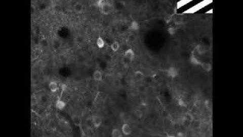 Sur Lab - Calcium imaging from Mouse V1