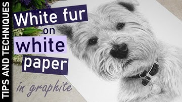 How to draw white fur in graphite | TOP TIPS | Westie drawing