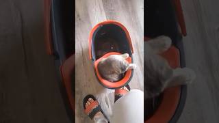 Funny cat and dogs  episode 423 #pets #shorts #funny #dog #cat