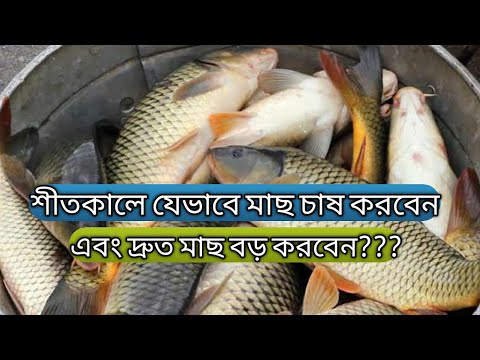 ভিডিও: শরত্কালে হায়াসিন্থ রোপণ: আপনার কখন রোপণ করা উচিত? সঠিক পদ্ধতি কি এবং কোন গভীরতায় মাটিতে রোপণ করতে হবে?