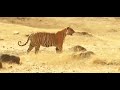 Life of tiger queen national geographic documentary 2020