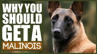 5 Reasons Why YOU SHOULD Get A BELGIAN MALINOIS