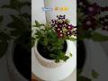 Plant Makeover#ideas#decoration#flowers#planterpots#home#bass#new#youtubeshorts#shortvideo#shorts#💐🧺