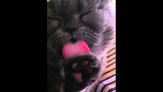 Kit obsessively grooming by MrGreyness 823 views 12 years ago 2 minutes, 2 seconds