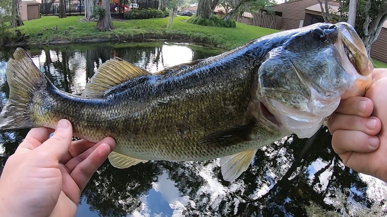 Big Bass and Snakehead in Florida Canals (Topwater Frog!!) YouTube
