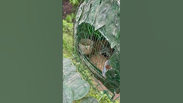 Cút mồi tìm bổi giữa rừng . Quá phê