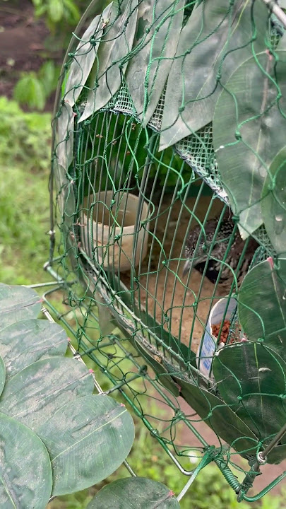 Cút mồi tìm bổi giữa rừng . Quá phê