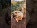 Olha essa marmot gritando nombre Bruna #marmotagritando #viralizou #marmota #marmotalegal #EuMarm...