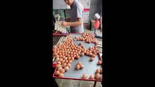 LIVE Egg Sorting 2026-08-19