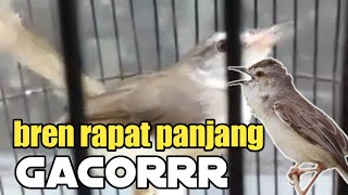 Ciblek Pari Ngebren Panjang || Masteran Cipar Ngebren Rapat