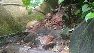 Burung Puyuh di aviary....‼️