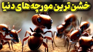 خشن تر از انسان، مورچه های بی رحم برده دار