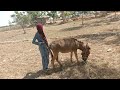natural man with donkey cow