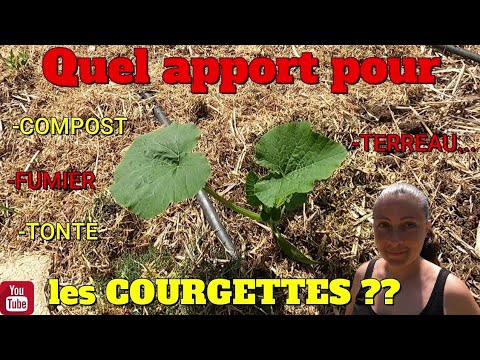 Vidéo: Comment faire pousser des courgettes cocozelle ?