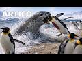 BATALLA POR LA VIDA: El Infierno Blanco del Ártico | Documental Animal