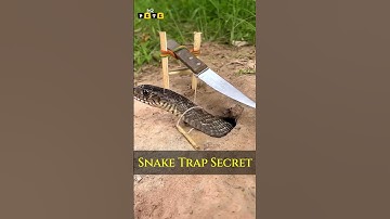 Simple DIY big snake trap using Knife#creativesnak