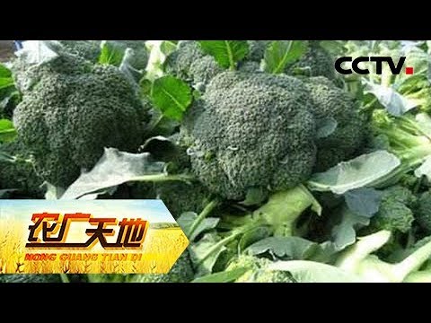 农广天地 青花菜春季高产栽培技术 Cctv农业 Youtube