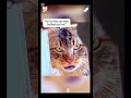 Gangster cats#gangster #cats #catvideos