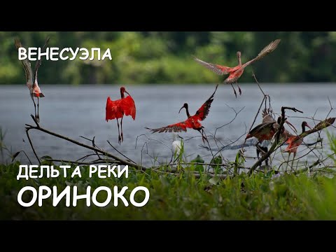 Мир Приключений - Дельта реки Ориноко. Лучший отдых в Венесуэле. Orinoco delta. Venezuela.