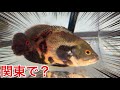 ありえない!関東の用水路に捨てられたアマゾン川のやばい肉食魚がいる!?【オスカー】