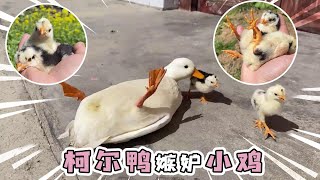 The two chicks went to have sex with the ducks, but they were jealous and beautiful and bullied by 