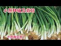 小蔥種植及栽培 ｜ how to plant green onion at home | 學會後，吃蔥就不用再買了