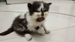 Suara Anak Kucing Menjerit Kesakitan 😿