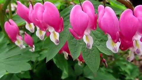 سورة الزمر كاملة ،القارئ هزاع البلوشي