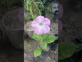 Beautiful Plants Collection 🌿 | Green Roots Nursery Tour #shorts #vlog