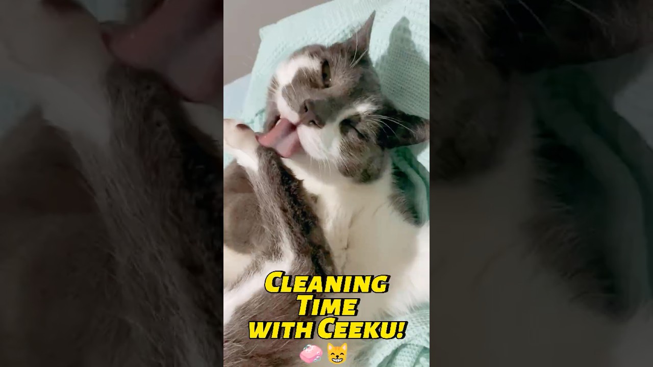 🐾 Ceekuu’s Paw Adventures