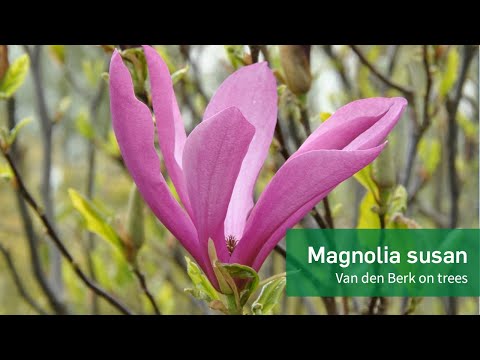 Video: Magnolia 