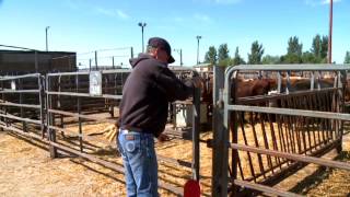 Gate Safety - Livestock Handling Practices for Marketing Centre Staff