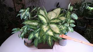 Dieffenbachia Dumb Cane History Plant Stories