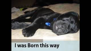 This is Loa!! by Harley and Loa Bark Badges 13,204 views 7 years ago 2 minutes