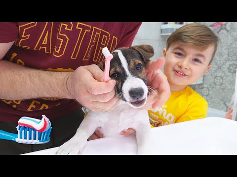 Video: Cum Să înțărcați Un Jucărie Terrier De La Mușcat