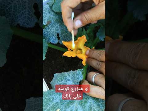 نصائح ذهبية لازم تعرفها لو فكرت تزرع الكوسة