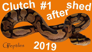 Clutch #1 after first shed! Fire x Enchi Calico Ball Pythons