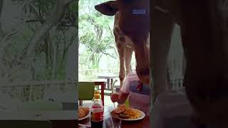 😆 HILARIOUS | Giraffe Interrupts Family's Lunch