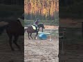 sit canterrr| #horse #equestrian #sunnysideup #pollypocket