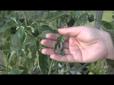 Video: Mis on mugulbegoonia: näpunäited mugulbegoonia kasvatamiseks