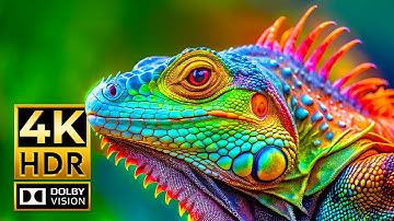 THE MOST MAGNIFICENT 4K ANIMAL VIDEOS | Dolby Vision HDR 4K 60fps