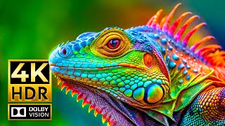 The Most Magnificent 4K Animal Videos Dolby Vision Hdr 4K 60Fps