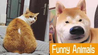 ♥ Cute Cats And Dogs Funny Videos ♥ 2020 # 3