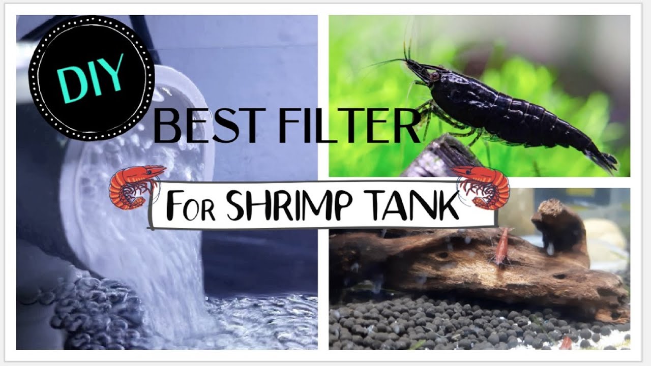 DIY Asian Undergravel Filter for Neocaridina Shrimp Tank || Black Rose Shrimp Tank setup
