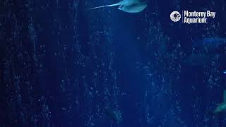 Pelagic Magic with the Open Sea Cam | Monterey Bay Aquarium Live Open Sea Cam