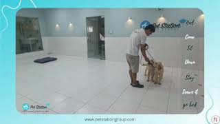 2 Dogs VIP Obedience Training