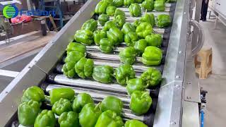 Industrial bell pepper processing machine,capsicum washing drying sorting packaging equipment