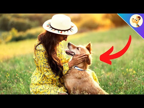 فيديو: كلبي أكل ماذا؟ لماذا الكلاب أكل العشب وغيرها من الأشياء الغريبة
