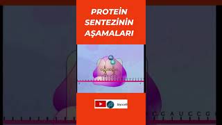 Protei̇n Sentezi̇ Aşamalari Animasyonlu
